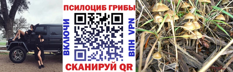 OMG как войти  Сенгилей  Галлюциногенные грибы прущие грибы 